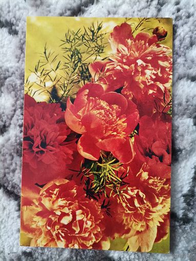 Открытка СССР 1973