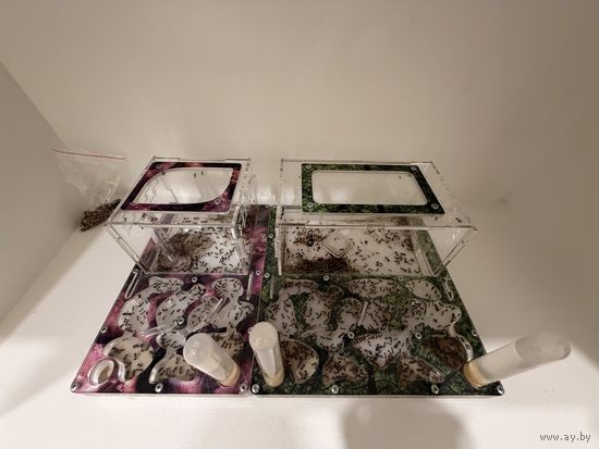 Муравьиная ферма