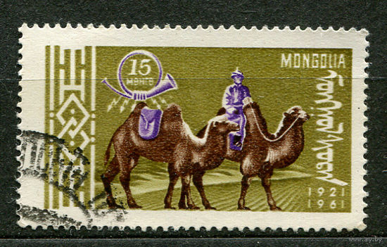 Верблюды. Монголия. 1961