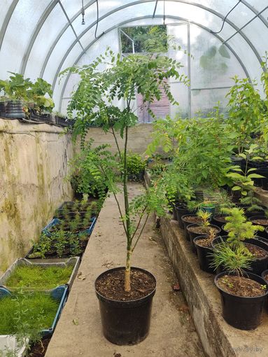 КРУПНЫЕ САЖЕНЦЫ ДЕРЕВЬЕВ: Катальпа, Софора, Сирень, Айлант