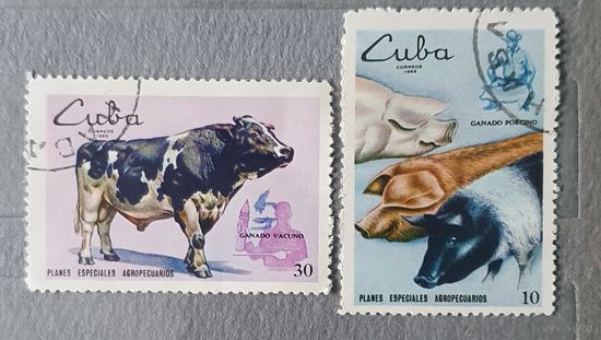 Куба домашний скот 2шт