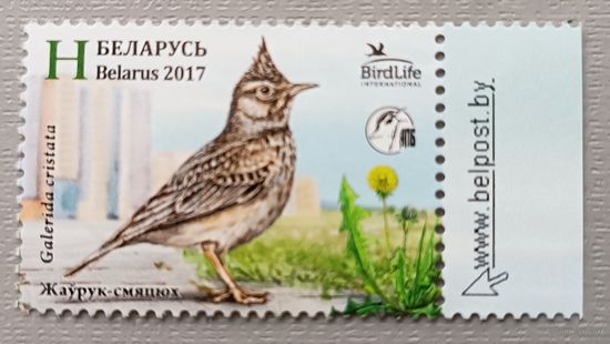 Хохлатый жаворонок. Беларусь, 2017