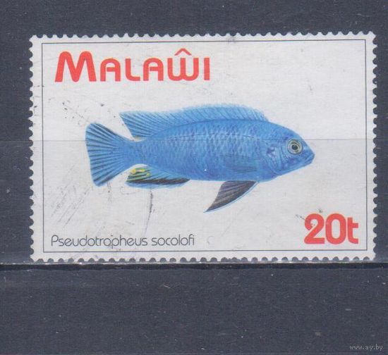 [1735] Малави 1994. Фауна.Рыба. Гашеная марка.