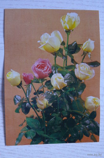 Розы; чистая (изд. Польша).