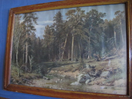 Раритетная репродукция картины И.Шишкина "Сосновый бор. Мачтовый лес в Вятской губернии" (60х40 см)