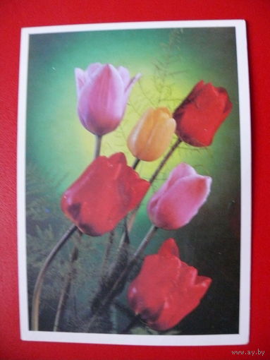 Костенко Г.(фото), С праздником! 1990, чистая.
