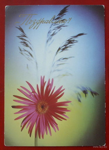 Поздравляю! Чистая. 1986 года. Фото Киндровой. 1170.