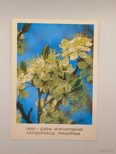 1 Мая! День международной солидарности трудящихся. Белорусская открытка. Дрозд 1989 г. Чистая.