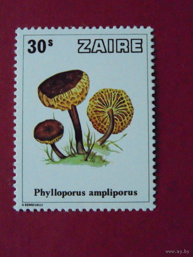 Заир.  Грибы.