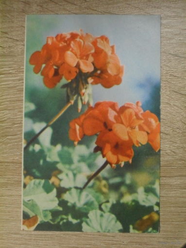 ПОДПИСАННАЯ ОТКРЫТКА СССР. УКРАИНА. "ГЕРАНЬ" ФОТО. Ф. ФРИДЛЯНДА. 1968 ГОД.
