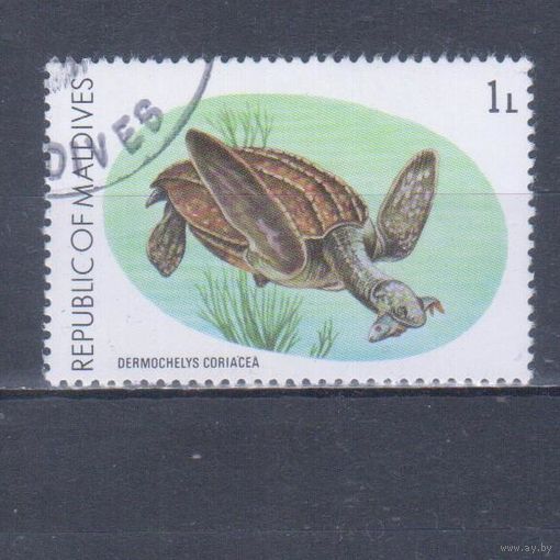 [894] Мальдивы 1980. Фауна.Черепаха.1 л. Гашеная марка.