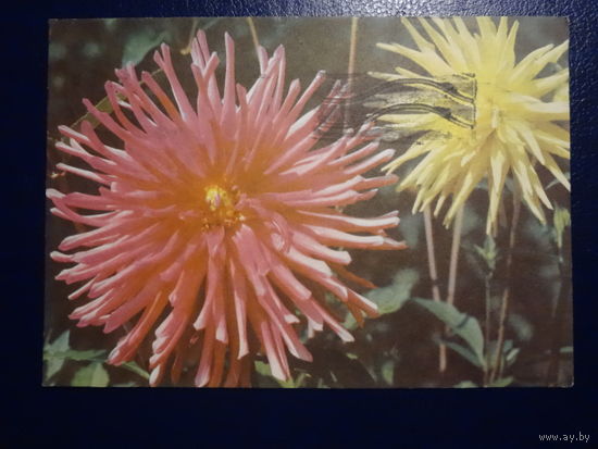 Георгины.  1968 г.  подписанная.