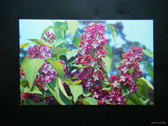 Открытка 1973г. из СССР Сирень 5