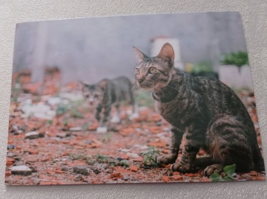 Посткроссинг. Открытка из Франции: коты  (10х15). Прошла почту. Художественная марка, чёткий штемпель.