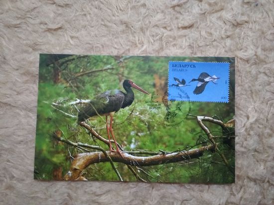 СГ Беларусь. 2001. Черный аист. Картмаксимум