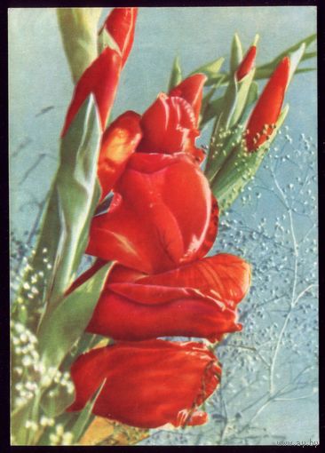 1966 год Т.Ананьина Гладиолусы
