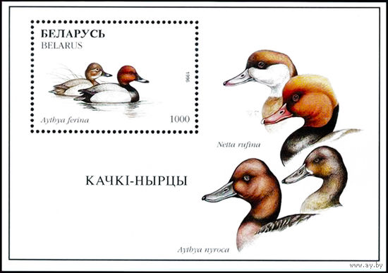 1996 БЕЛАРУСЬ  блок коллекционных марок Красноголовый нырок  MNH