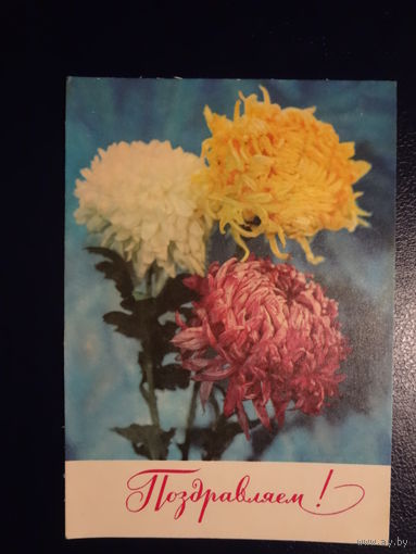 Поздравляем! Астры. 1973 г. подписанная.
