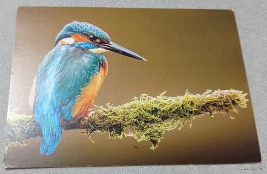 Посткроссинг. Открытка из Нидерландов: обыкновенный зимородок  (10х15). Прошла почту. Художественные марки, чёткий штемпель.