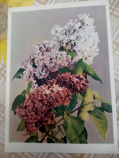 Открытка. Почтовая карточка. Сирень. 1959 год. ИЗОГИЗ. Фото Бушкина.