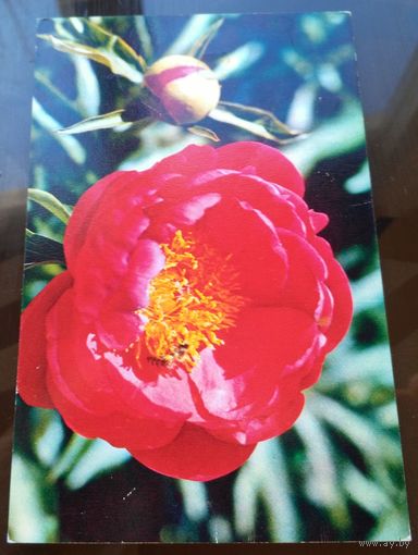 1976 год Н.Матанов Пион