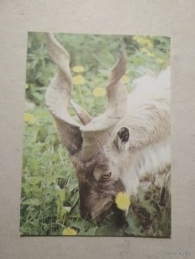 Карманный календарик. Баран. 1991 год