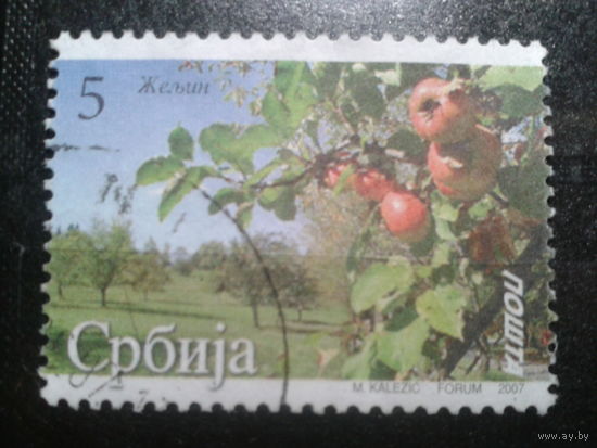 Сербия, 2007. Яблоня
