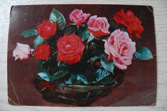 Круцко Ю., Композиция из роз; 1980, подписана.