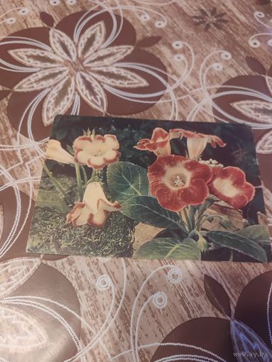 Открытка,цветы,подписана,1959