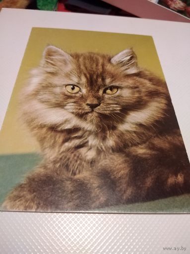 Открытка. Кошка. Польша.