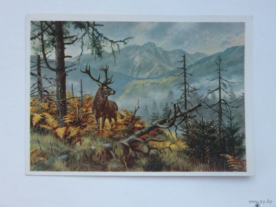 Минсвязи СССР Олень 1960-е 10х15 см
