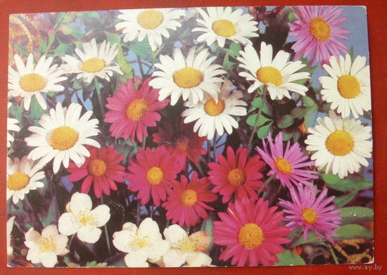 Цветы. Чистая. 1990 года. Круцко. 733.