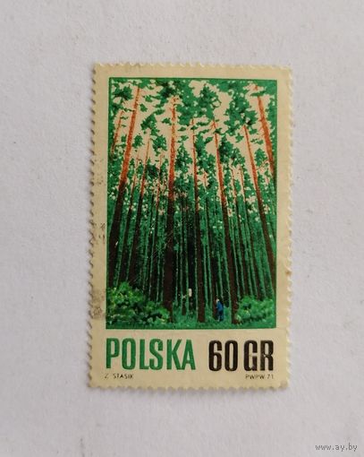 Марка Польша 1971 год. Флора. Лес. Возобновление лесов.