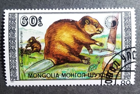 Марка Монголия 1989 год Бобр