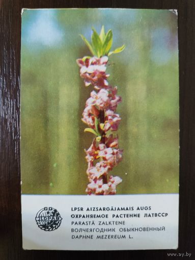 Календарик Прибалтика Волчеягодник