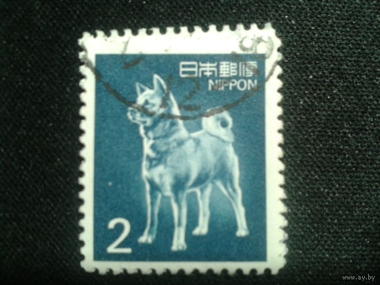 Япония, 1989. Собака Акита Ину
