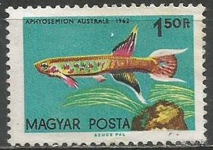 Венгрия. Тропические рыбы. Южный Афиосимион. 1962г. Mi#1827.