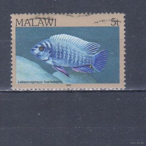 [34] Малави 1984. Фауна.Рыба.5 т. Гашеная марка.