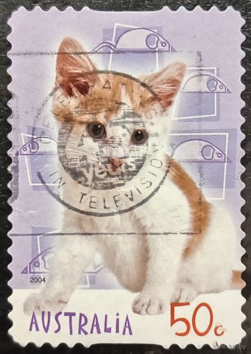 Австралия 2004. Котята