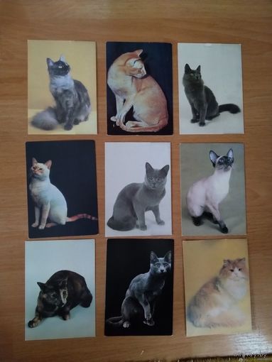 9 открыток кошки фауна