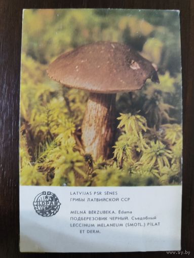 Календарик Прибалтика Подберёзовик