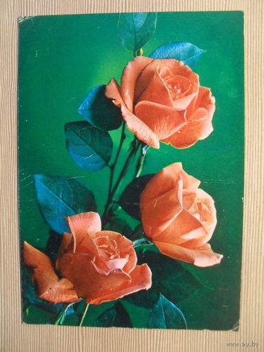 ПОДПИСАННАЯ ОТКРЫТКА. СССР. РОЗЫ. фото. Г. КОСТЕНКО. 1984 г.