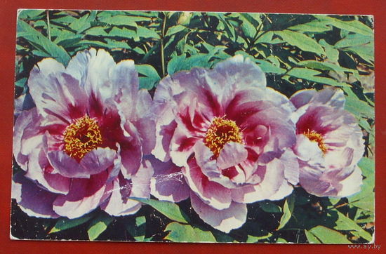 Пионы. Чистая. 1976 года. Фото Седова. 261.
