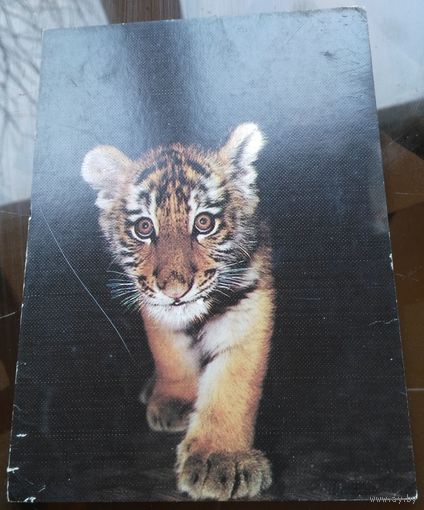 1986 год Амурский тигрёнок