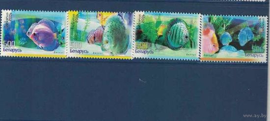 Марки РБ, Аквариумные рыбы, 2006