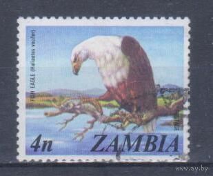 [1971] Замбия 1975. Фауна.Хищные птицы.Орлан-крикун. Гашеная марка.