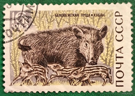 СССР 1969. Фауна. Кабан. Марка из серии