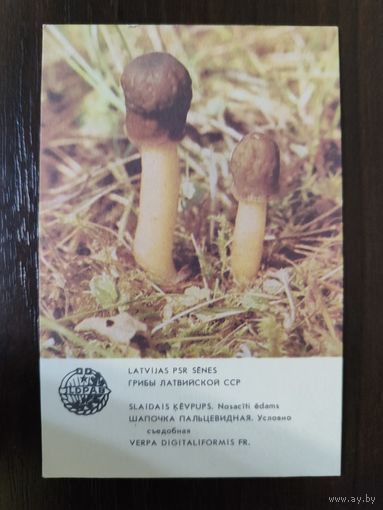 Календарик Прибалтика Шапочка пальцевидная