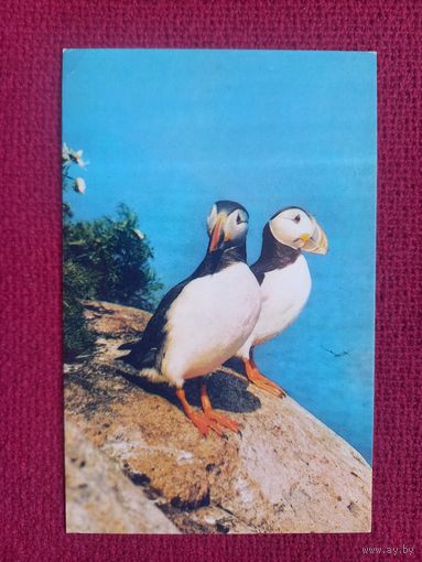 Тупики. Смирнова 1985 г. Чистая. Кр1.