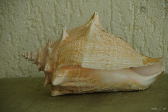 Раковина морская  ( 13 см х 21 см )